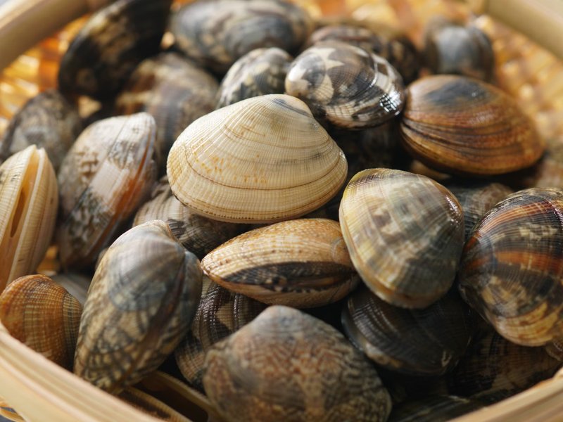 天然未漂白文蛤特寫