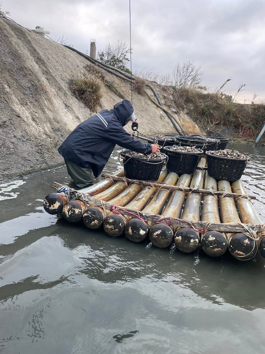 泰興文蛤養殖場採收實景